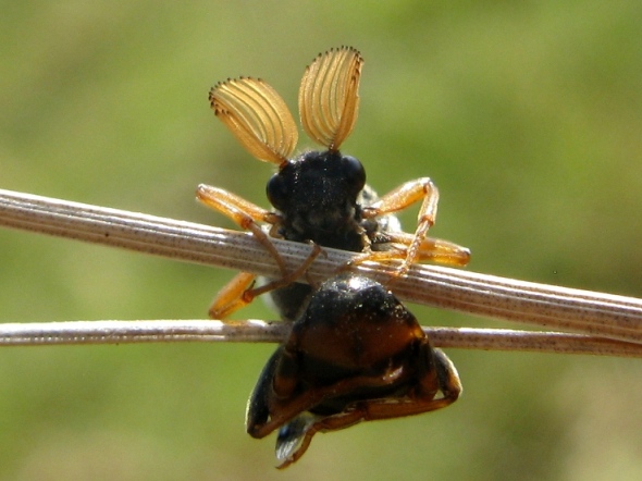 Antenne a candelabro per Ripiphorus subdipterus